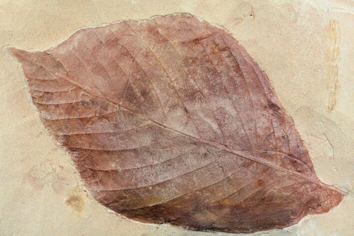 Red Fossil Leaf (Hickory) - Montana #75807